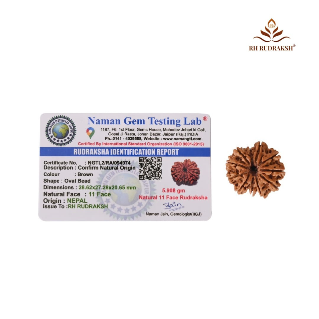Natural 11 Mukhi Collector Rudraksh Nepali
