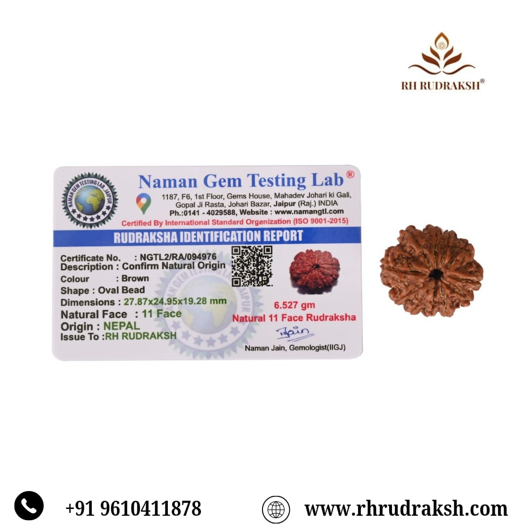 Natural 11 Mukhi Collector Rudraksh Nepali
