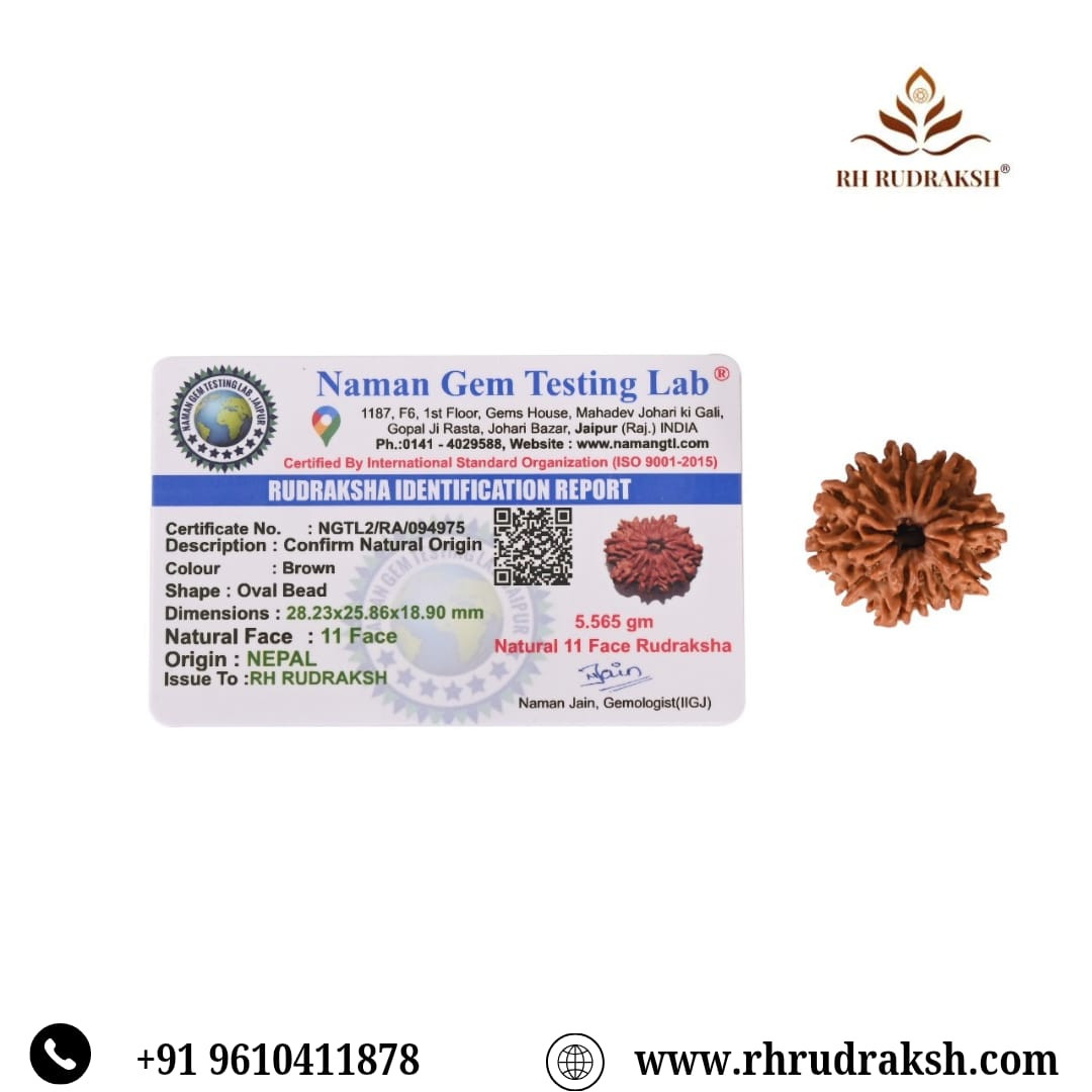 Natural 11 Mukhi Collector Rudraksh Nepali