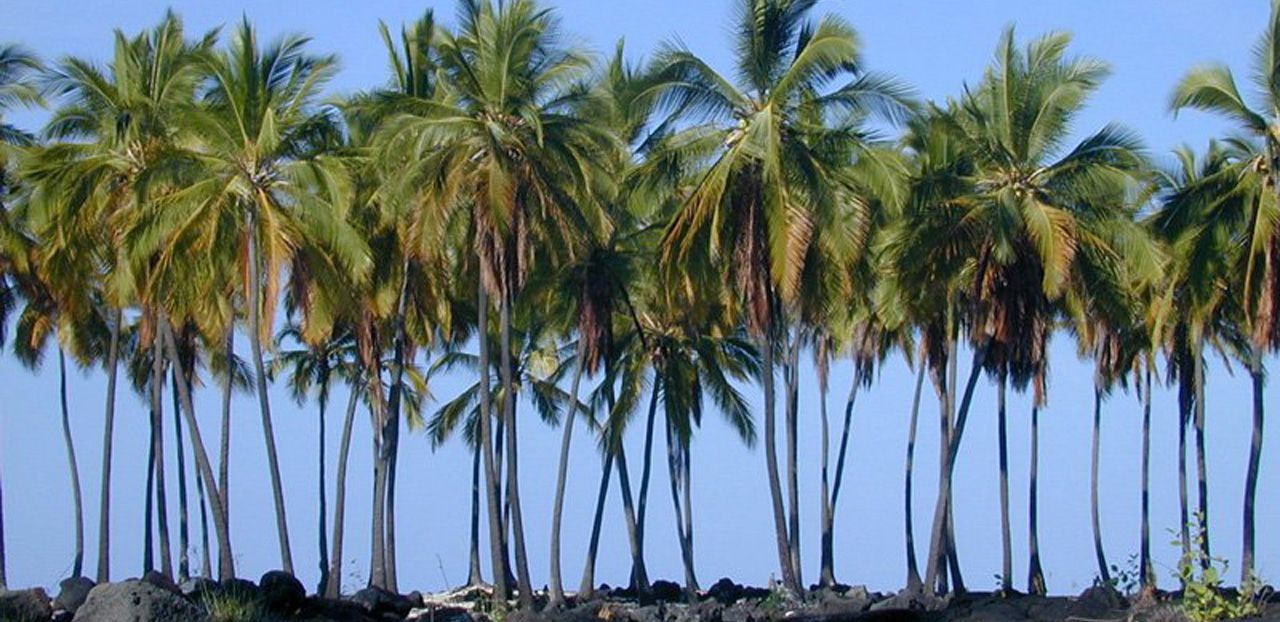 Palm Tree Designs