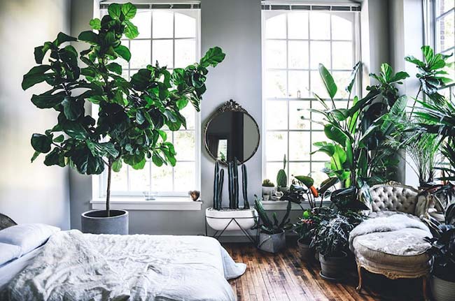 Urban Jungle, the trend in greener decoration