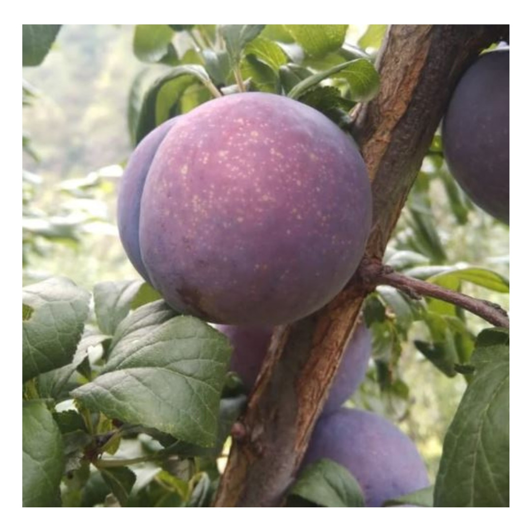 Black Amber Plum 500-600G