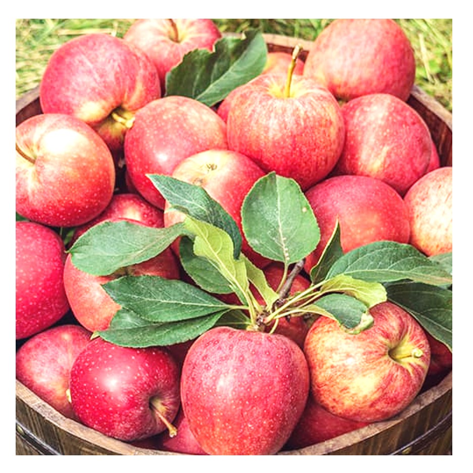 Apple Royal Gala 1kg - Organically Grown | Buy Online in Delhi NCR | Rootz Organics