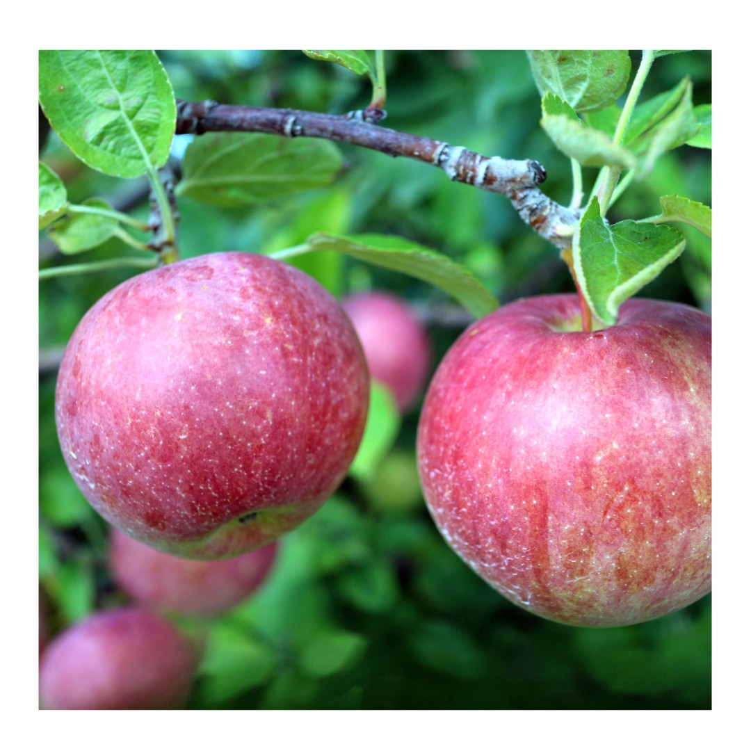 Apple Royal Gala 1kg - Organically Grown | Buy Online in Delhi NCR | Rootz Organics