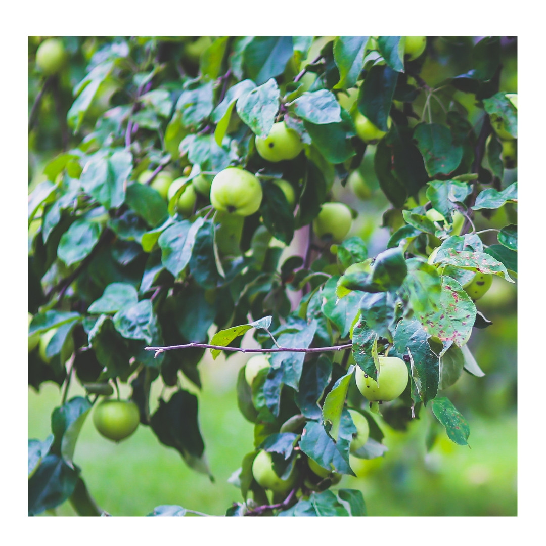 Apple Green Granny Smith 1kg - Organically Grown | Buy Online in Delhi NCR | Rootz Organics