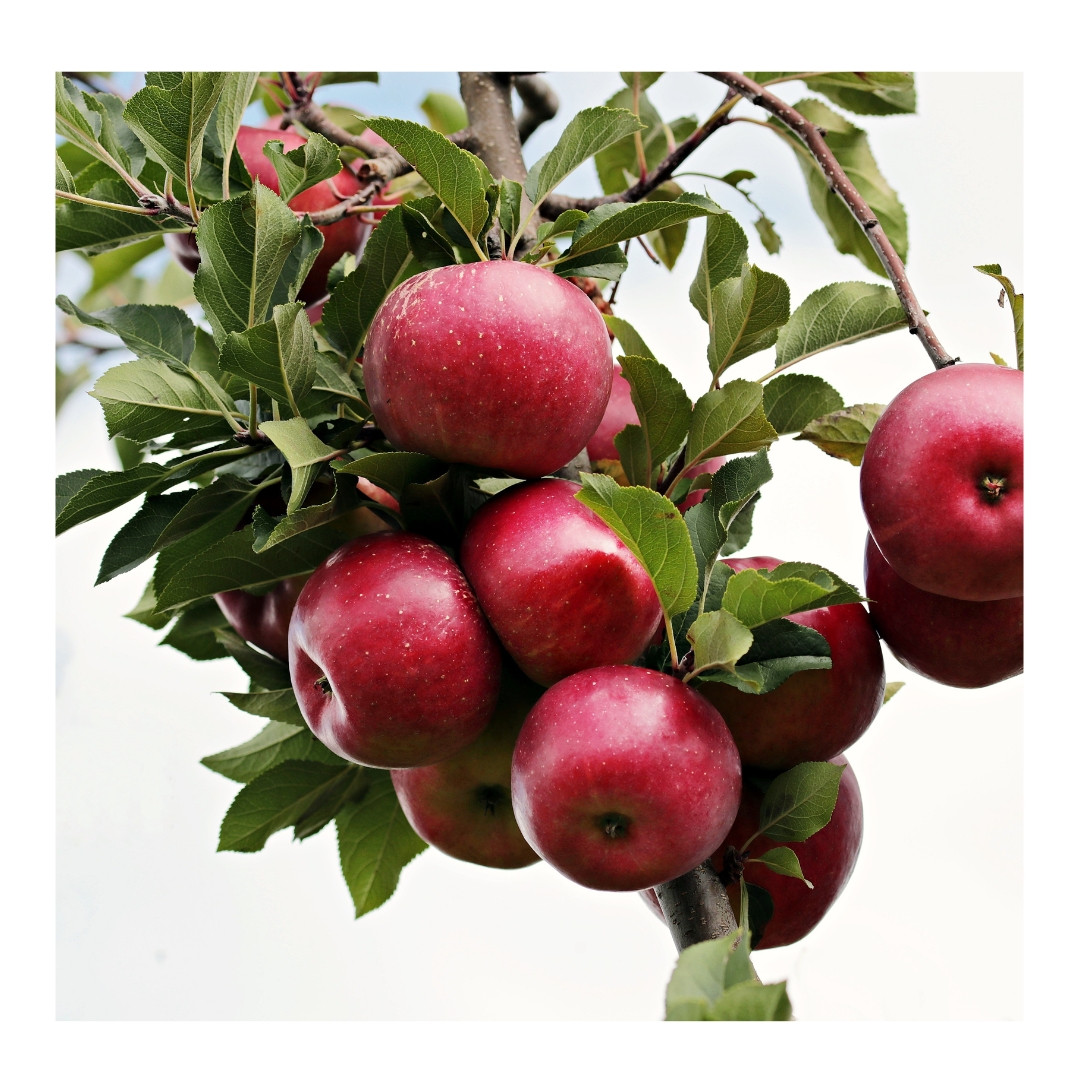 Apple Red Delicious 1kg - Organically Grown | Buy Online in Delhi NCR | Rootz Organics