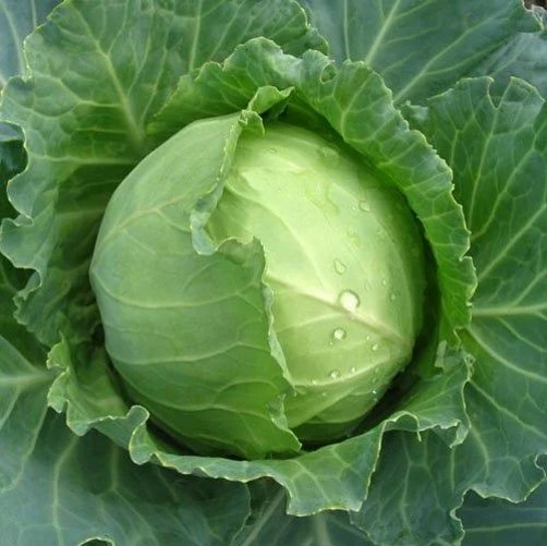 Cabbage Green 1kg - Organically Grown | Buy Online in Delhi NCR | Rootz Organics
