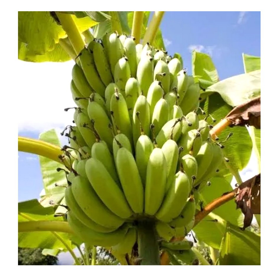 Banana Robusta 1kg - Organically Grown | Buy Online in Delhi NCR | Rootz Organics