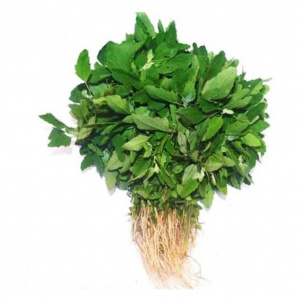Image of Bathua Saag 500g - Organically Grown | Buy Online in Delhi NCR | Rootz Organics