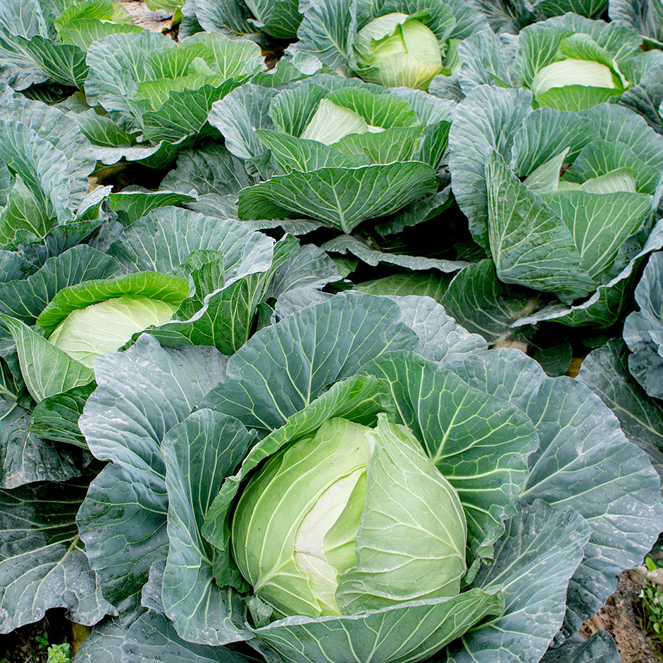 Cabbage Green 1kg - Organically Grown | Buy Online in Delhi NCR | Rootz Organics