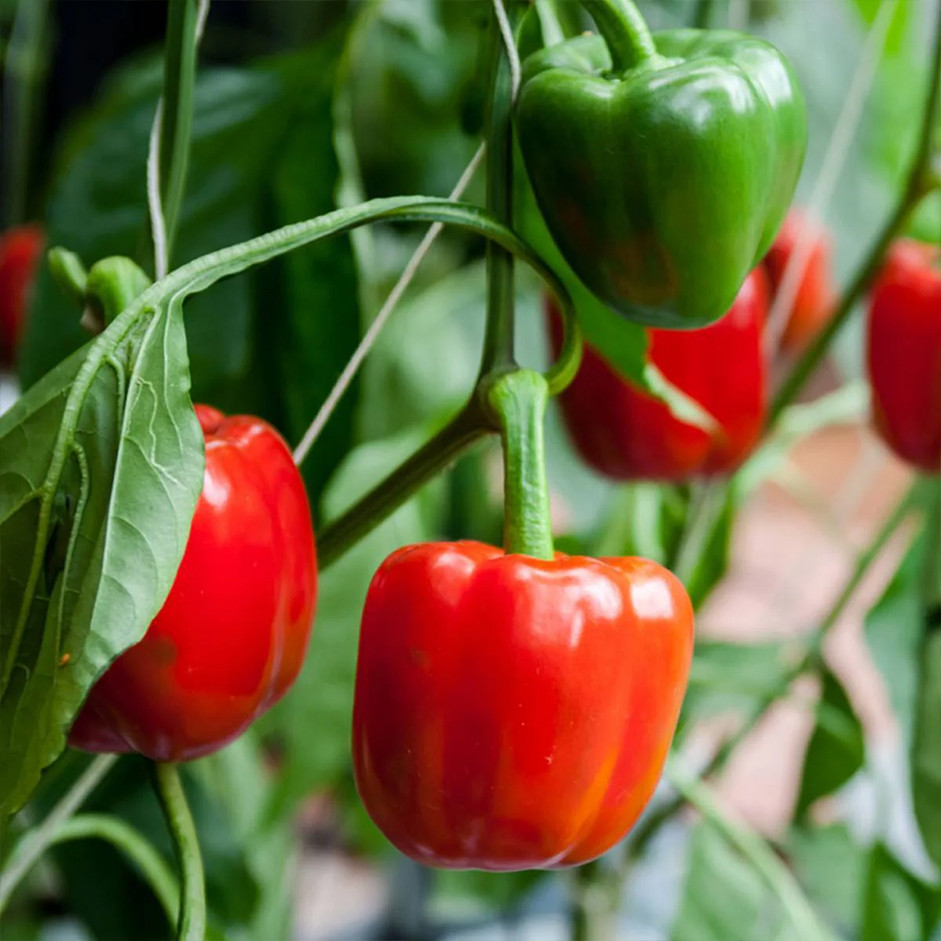 Bellpepper Red 250g - Organically Grown | Buy Online in Delhi NCR | Rootz Organics