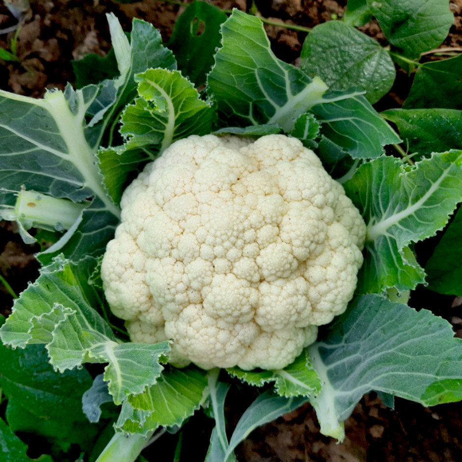 Cauliflower 1kg - Organically Grown | Buy Online in Delhi NCR | Rootz Organics