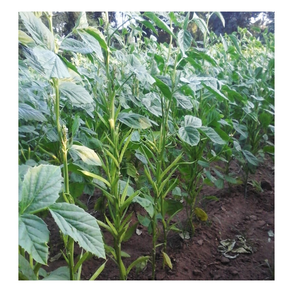 Cluster Beans Gwarphali 250g - Organically Grown | Buy Online in Delhi NCR | Rootz Organics