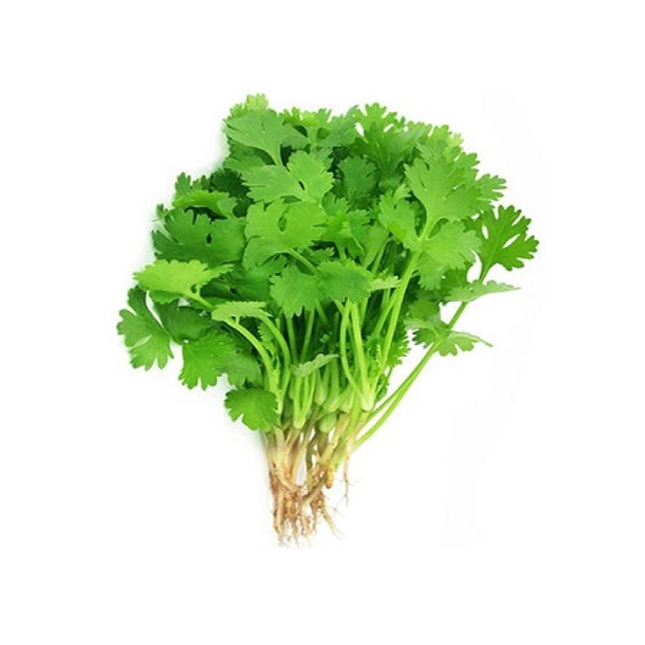 Coriander Dhania Leaves 250g - Organically Grown | Buy Online in Delhi NCR | Rootz Organics