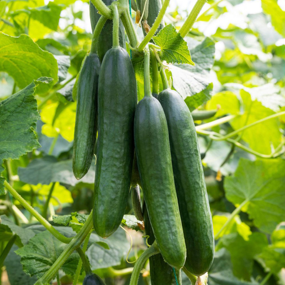 Cucumber Seedless 500g-Kheera - Organically Grown | Buy Online in Delhi NCR | Rootz Organics
