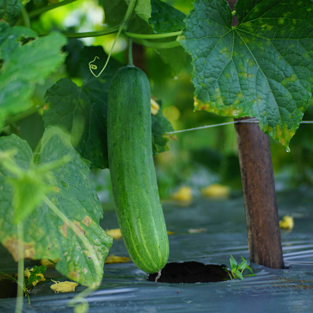 Cucumber Desi 500g - Organically Grown | Buy Online in Delhi NCR | Rootz Organics