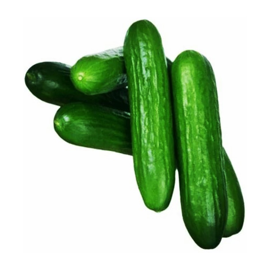 Cucumber Seedless 500g-Kheera - Organically Grown | Buy Online in Delhi NCR | Rootz Organics