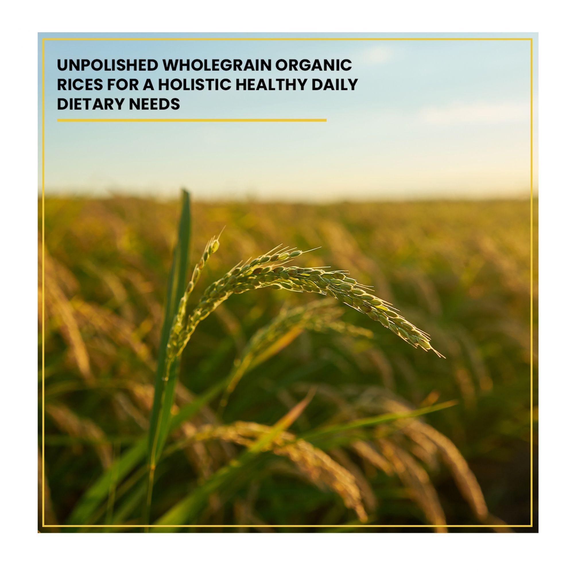 Organic Govindbhog Rice 1.8KG- Pure Aromatic Small-Grain Premium Rice | Natural Fragrance, Easy to Digest & Free from Artificial Additives