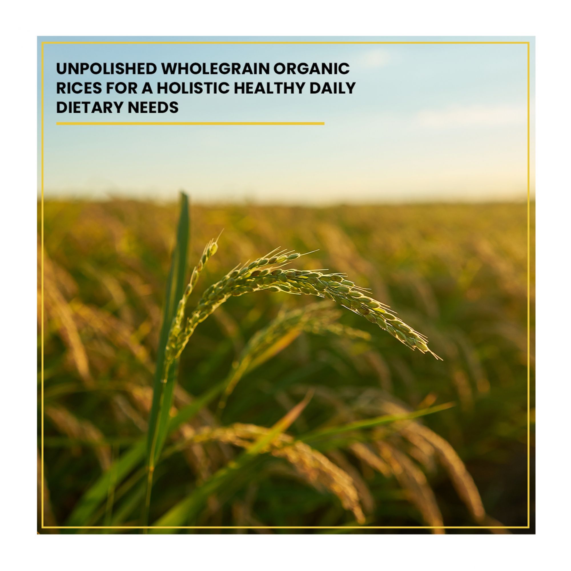 Organic Black Rice 1.8KG - Antioxidant-Rich, High Fibre, Low GI Superfood | Exotic Forbidden Rice for Modern Health