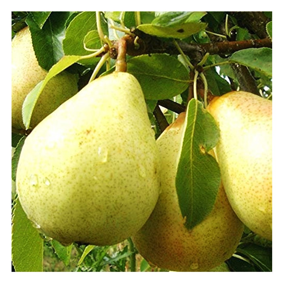 Pear (Green)1kg – Naturally Sweet & Refreshing -Organically Grown-Available in Delhi NCR
