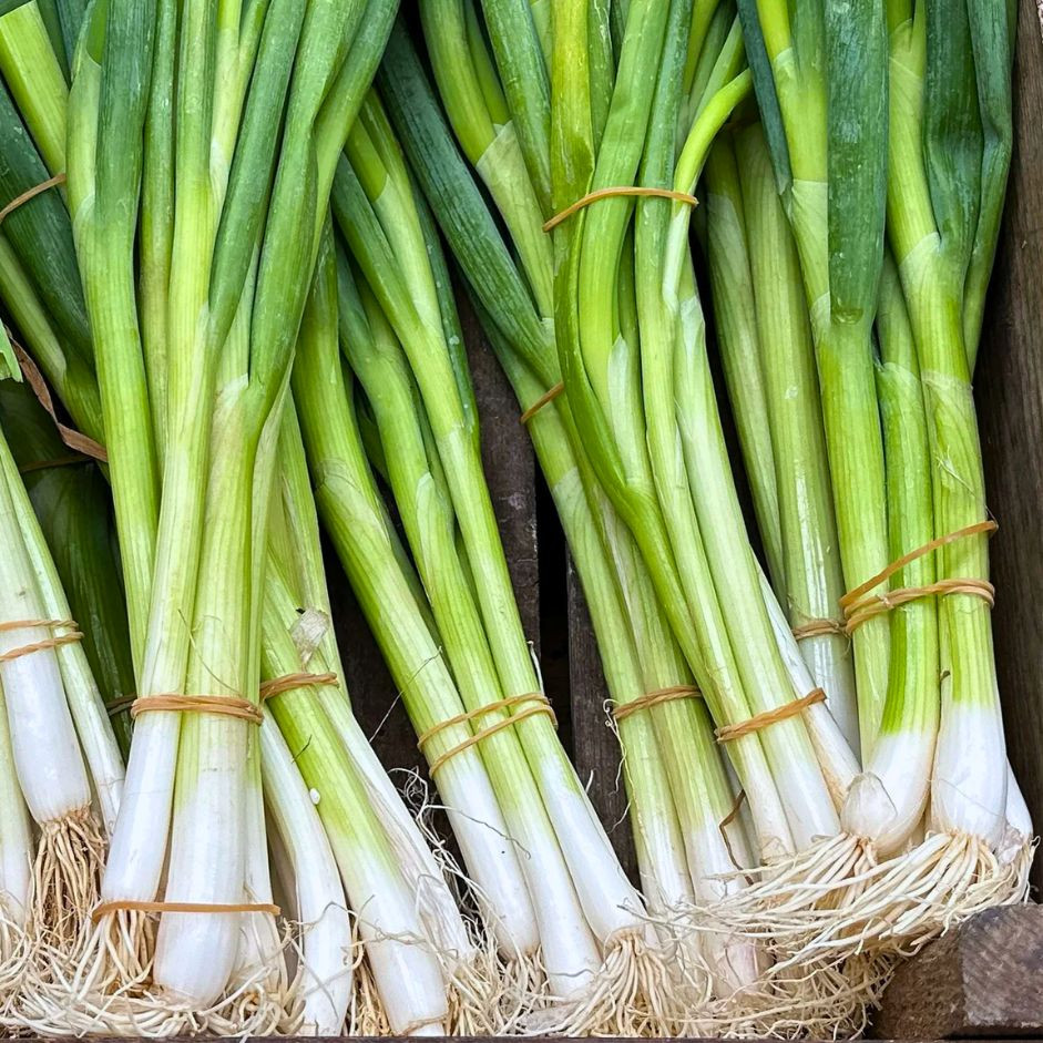 Spring Onion 500g - Organically Grown | Buy Online in Delhi NCR | Rootz Organics