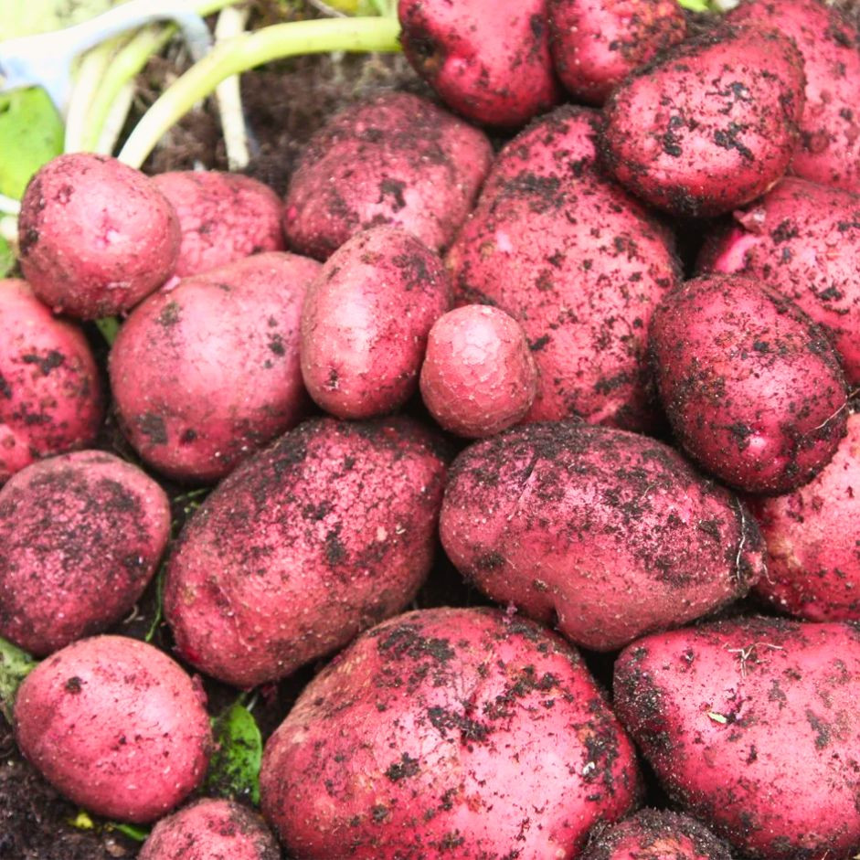 Potato Red 1kg - Organically Grown | Buy Online in Delhi NCR | Rootz Organics
