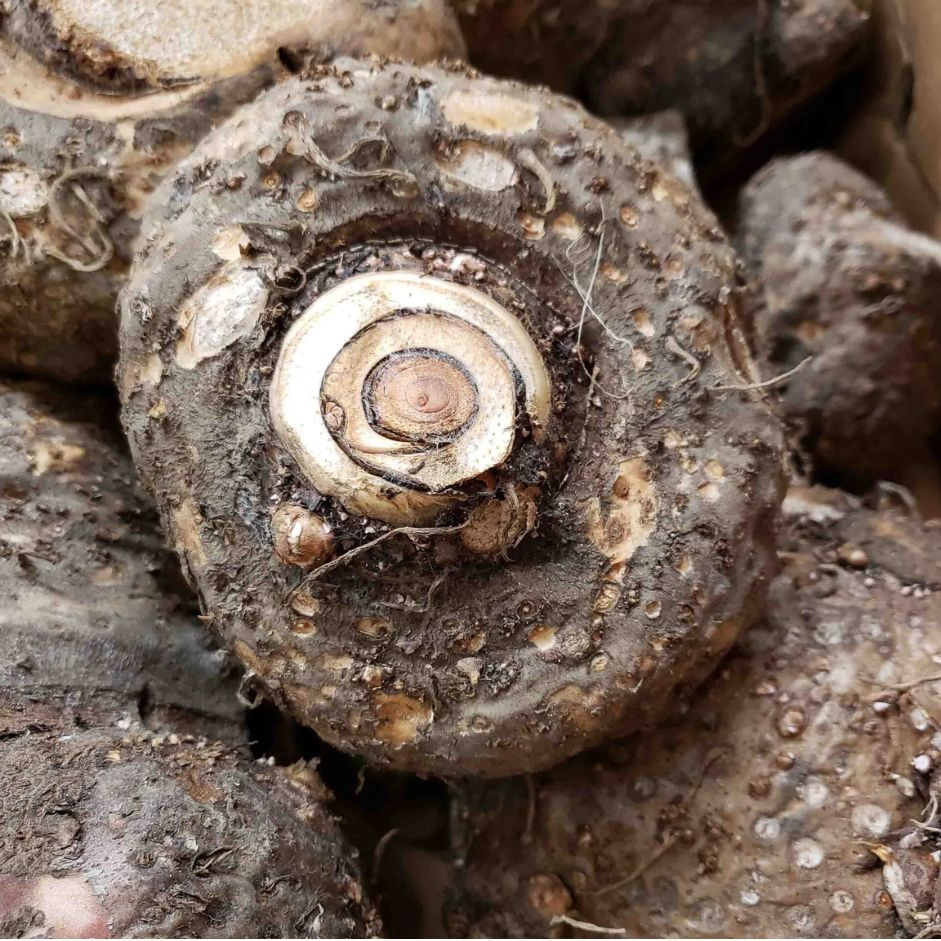 Jimikand /Yam 500g - Organically Grown | Buy Online in Delhi NCR | Rootz Organics