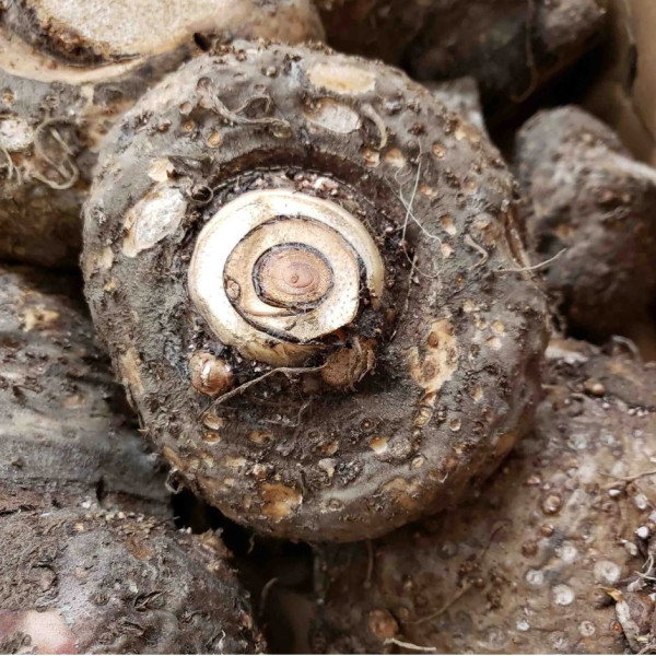 Image of Jimikand /Yam 500g - Organically Grown | Buy Online in Delhi NCR | Rootz Organics