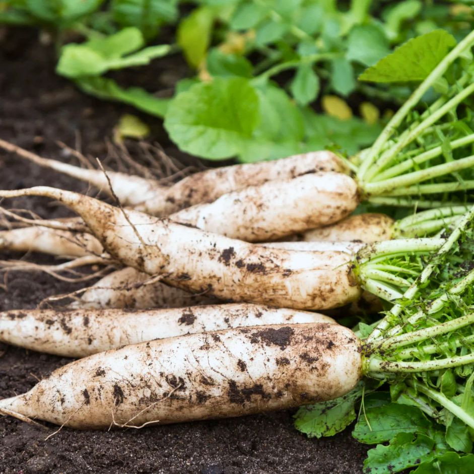Radish 1kg - Organically Grown | Buy Online in Delhi NCR | Rootz Organics