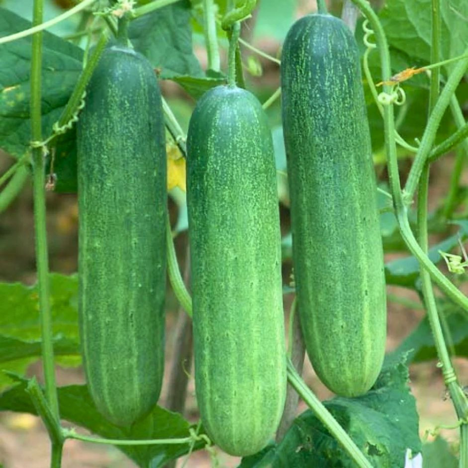 Cucumber Hybrid 500g - Organically Grown | Buy Online in Delhi NCR | Rootz Organics