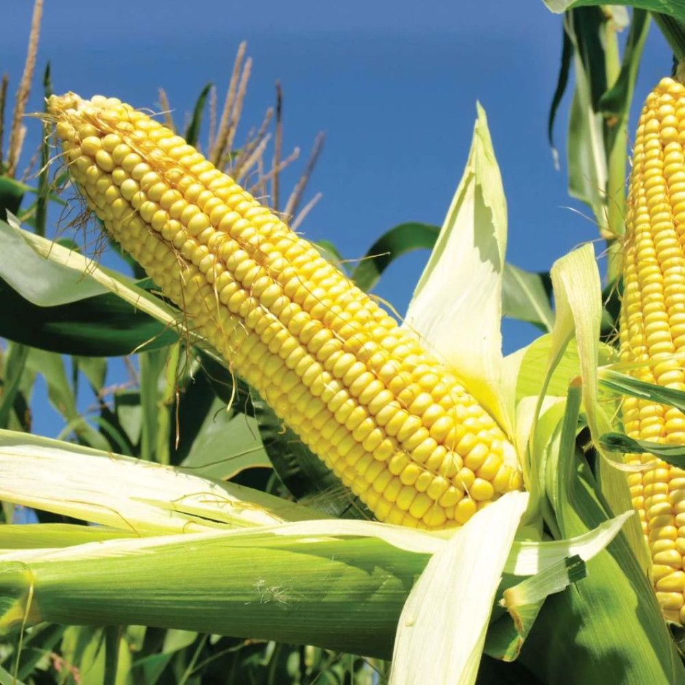 Corn Bhutta 250g - Organically Grown | Buy Online in Delhi NCR | Rootz Organics