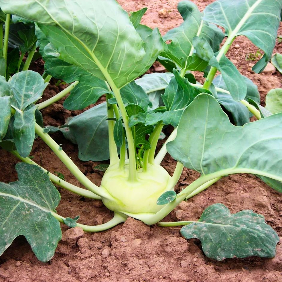 Knol Knol 500g - Organically Grown | Buy Online in Delhi NCR | Rootz Organics