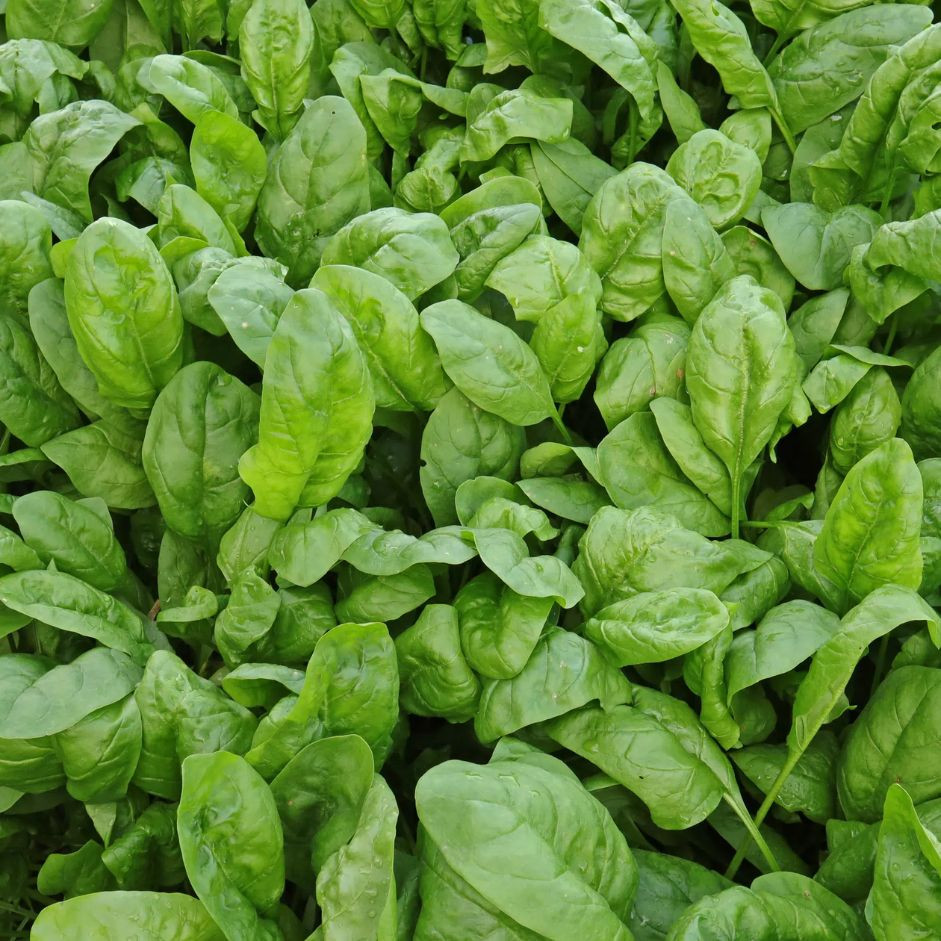 Spinach 500g - Organically Grown | Buy Online in Delhi NCR | Rootz Organics