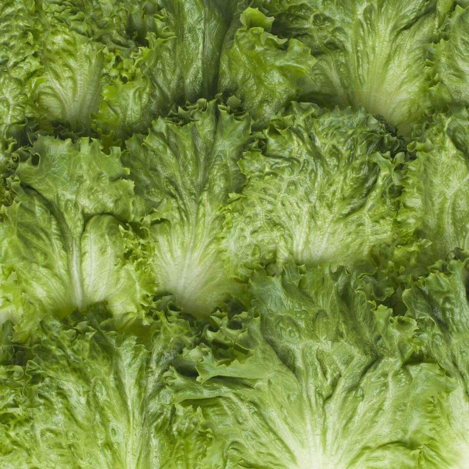 Lettuce Green 250g - Organically Grown | Buy Online in Delhi NCR | Rootz Organics