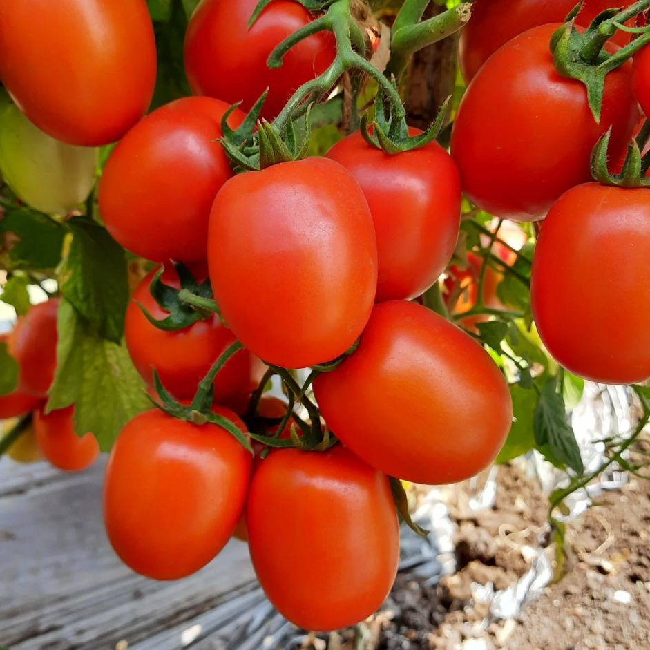 Tomato Hybrid 1kg - Organically Grown | Buy Online in Delhi NCR | Rootz Organics
