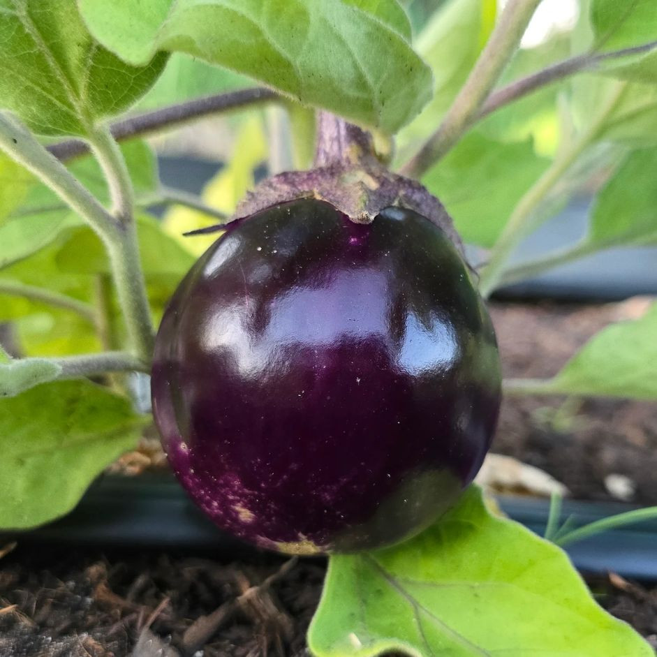 Brinjal Round Small 500g - Organically Grown | Buy Online in Delhi NCR | Rootz Organics