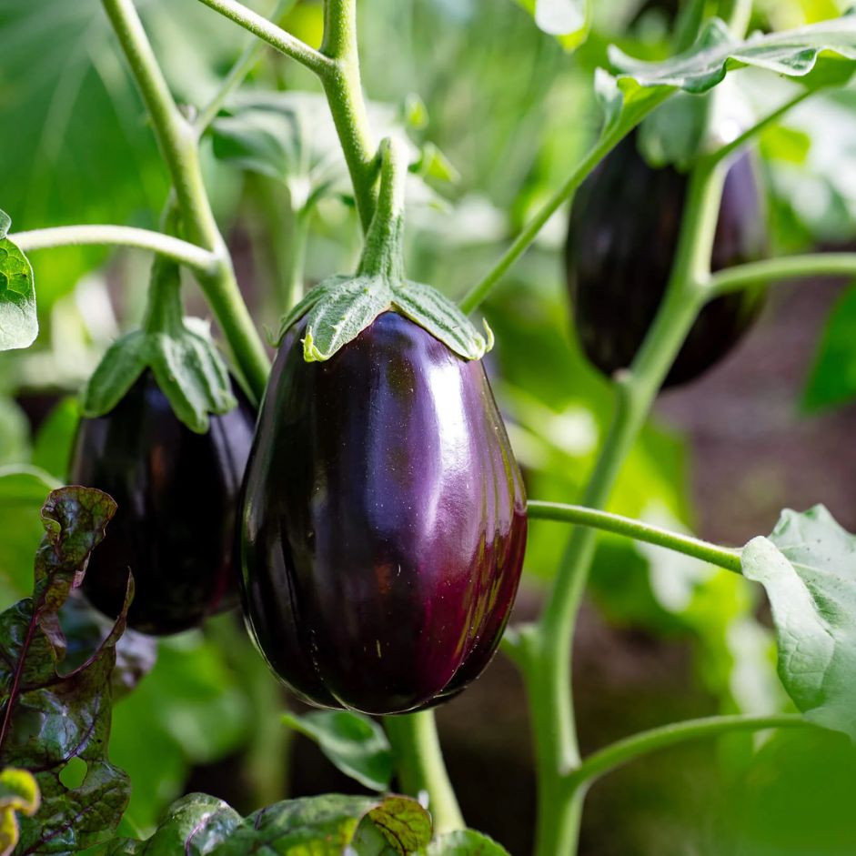 Brinjal Round Big 500g - Organically Grown | Buy Online in Delhi NCR | Rootz Organics