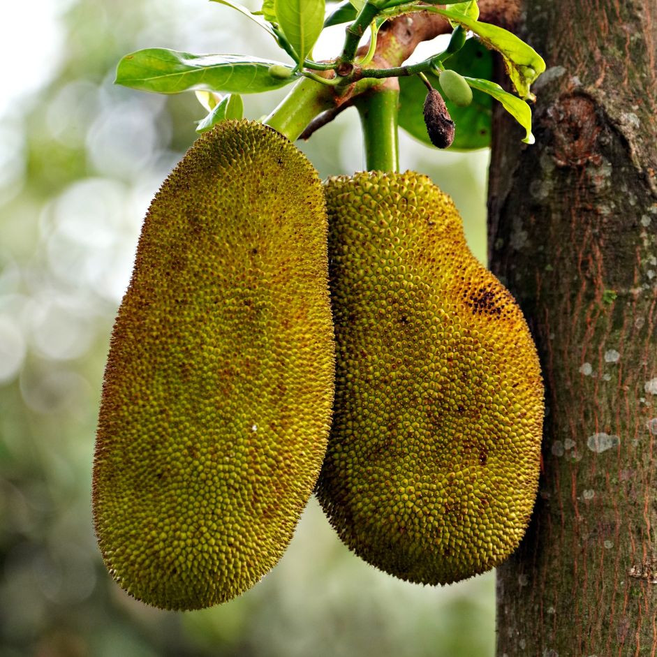 Kathal 1kg