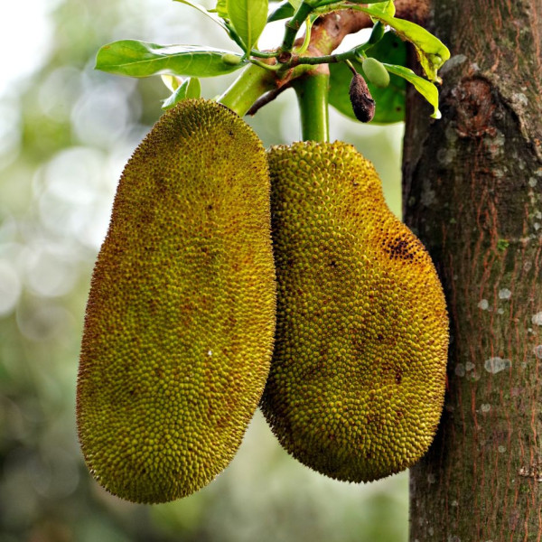 Image of Kathal 1kg