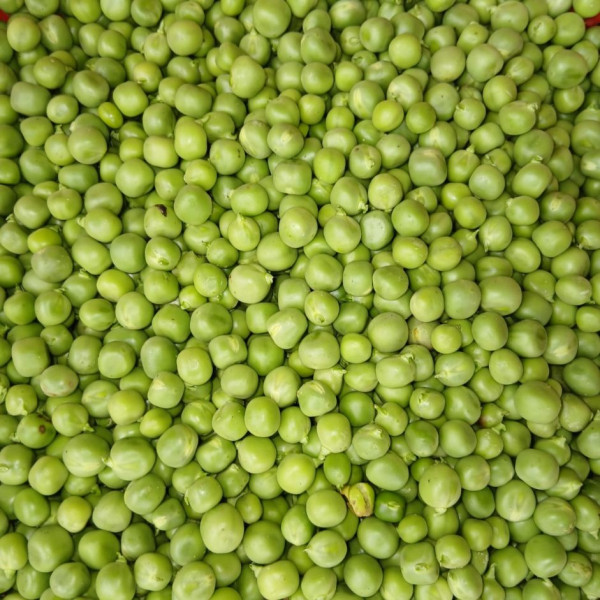 Image of Green Peas Peeled 250g - Organically Grown | Buy Online in Delhi NCR | Rootz Organics
