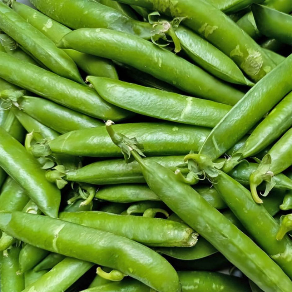 Green Peas 500g- Organically Grown | Buy Online in Delhi NCR | Rootz Organics