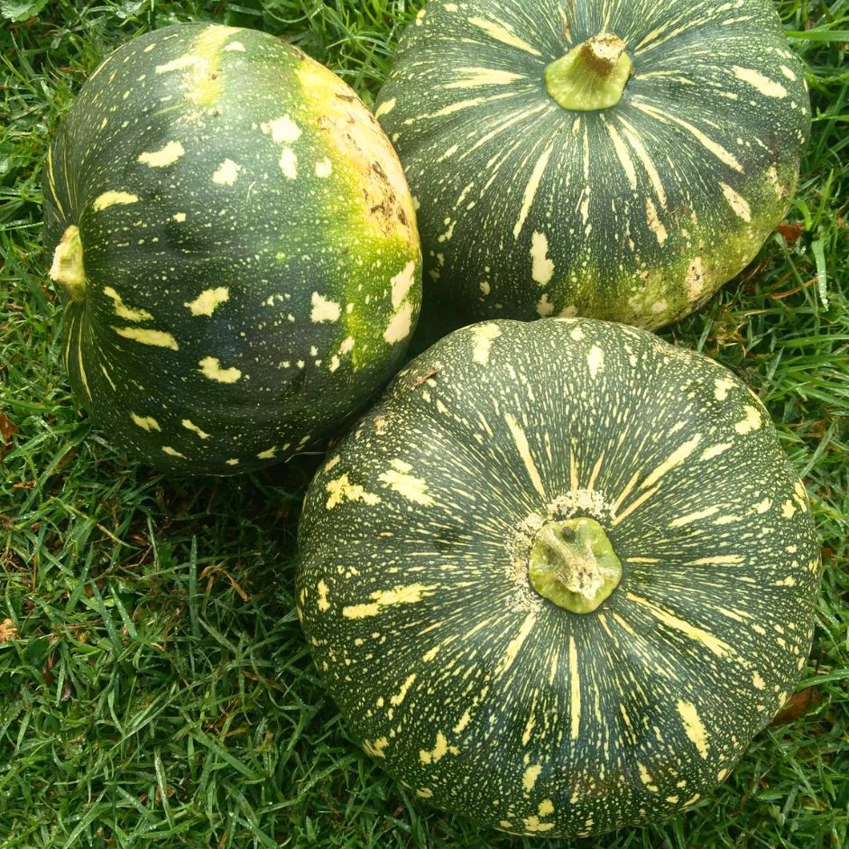 Pumpkin Green 2kg - Organically Grown | Buy Online in Delhi NCR | Rootz Organics
