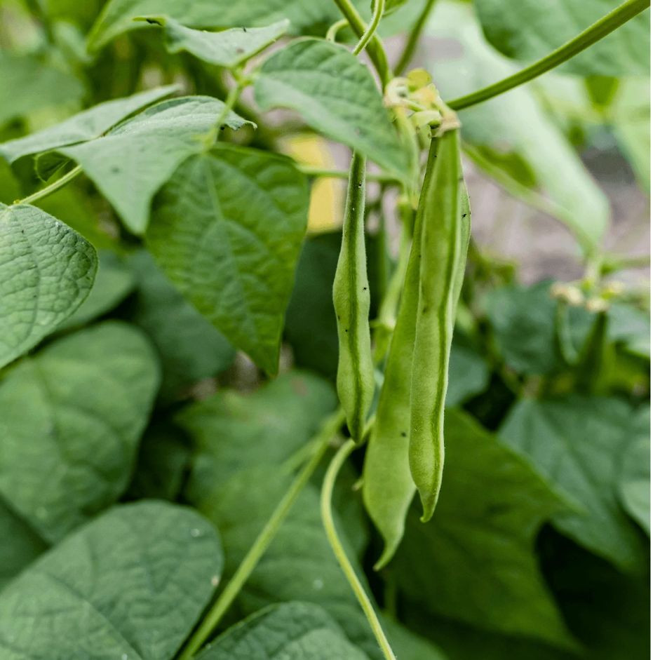 French Beans 250g - Organically Grown | Buy Online in Delhi NCR | Rootz Organics