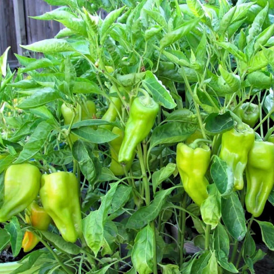 Achari Mirch 1kg - Organically Grown | Buy Online in Delhi NCR | Rootz Organics