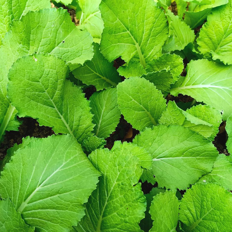 Mustard Leaves (Sarso Saag) 500g - Organically Grown | Buy Online in Delhi NCR | Rootz Organics