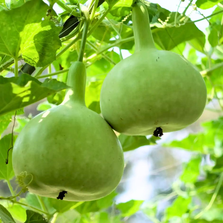 Apple Gourd Tinda 500g - Organically Grown | Buy Online in Delhi NCR | Rootz Organics