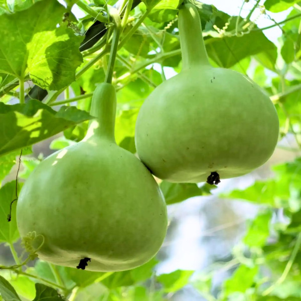 Image of Apple Gourd Tinda 500g - Organically Grown | Buy Online in Delhi NCR | Rootz Organics