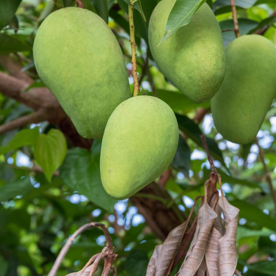 Raw Mango 500g - Organically Grown | Buy Online in Delhi NCR | Rootz Organics