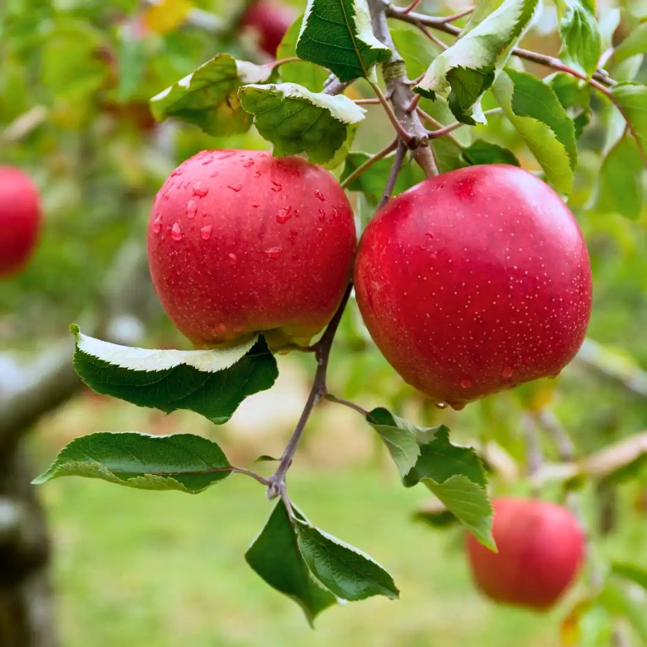 Apple Red Delicious 1kg - Organically Grown | Buy Online in Delhi NCR | Rootz Organics