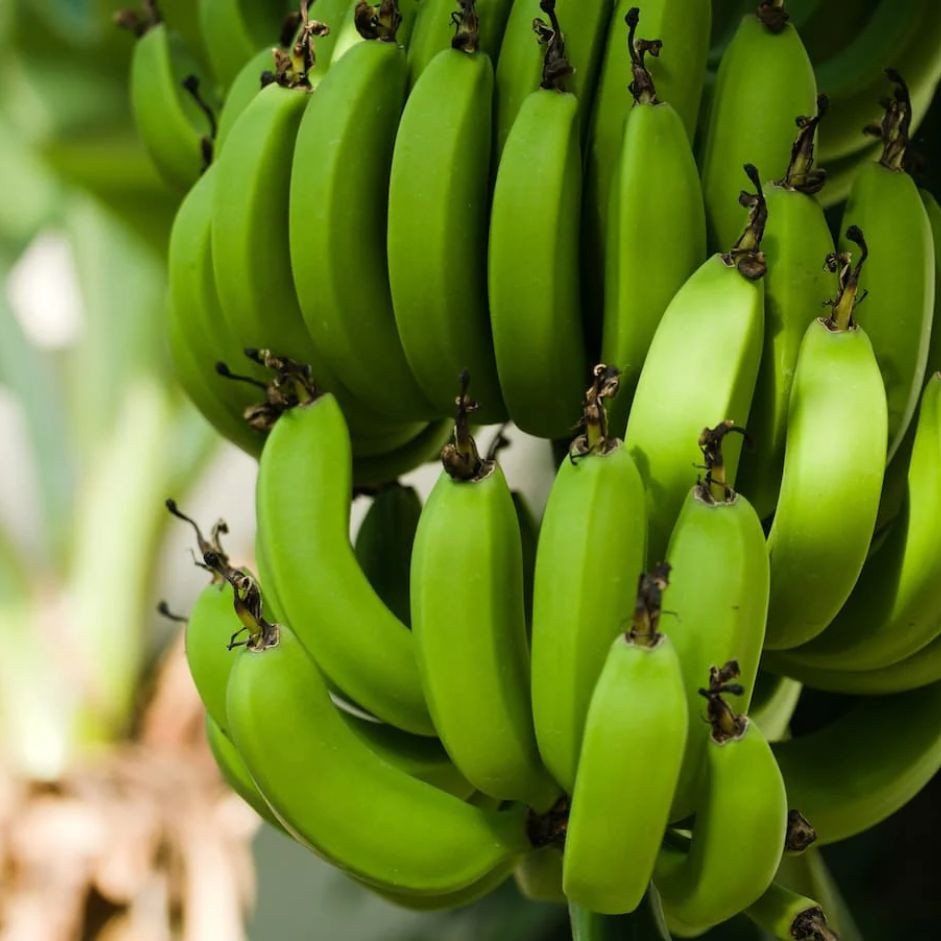 Raw Banana 500g - Organically Grown | Buy Online in Delhi NCR | Rootz Organics